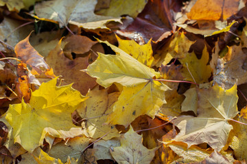 Fototapeta na wymiar Natural autumn background.