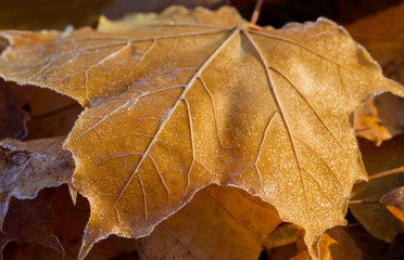 Frost on yellow maple leafs.