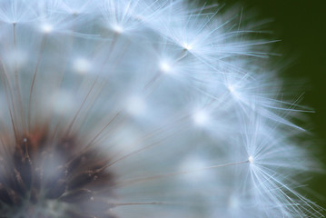 TARAXACUM, DIENTE DE LEÓN