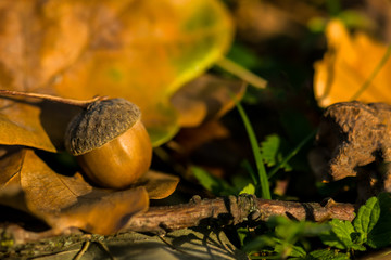 Acorn close-up on the leaves. Brown acorn in the forest
