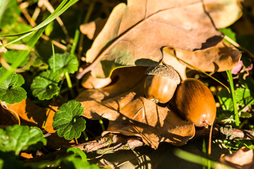 Acorn close-up on the leaves. Brown acorn in the forest