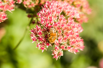 Pink flowers close-up on a green background. Bee on a flower