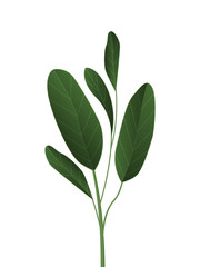 Vector illustration Green leaves, tropical forest plant isolated on white background