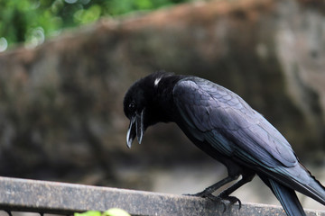 black bird animal nature