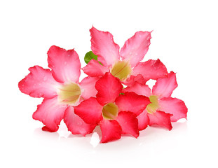 Tropical flower Pink Adenium. Desert rose on isolated white background - 229532928