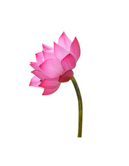 Lotus flower  on white background. - 229533100