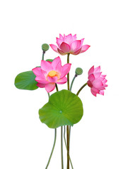 Lotus flower - 229533115