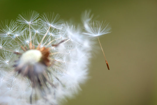 Fototapeta TARAXACUM, DIENTE DE LEÓN
