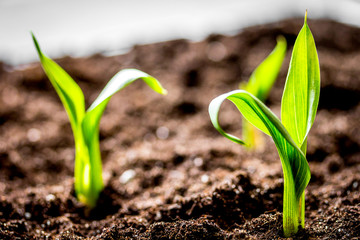 Concept appearance of life - sprout from soil close up