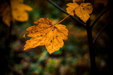 Artistic autumn forest photographs 