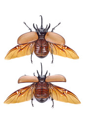 Rhinoceros beetle, Rhino beetle, Hercules beetle, Unicorn beetle