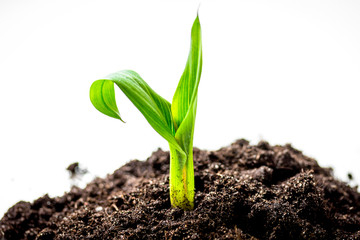 Concept birth of idea- sprout from soil on white background