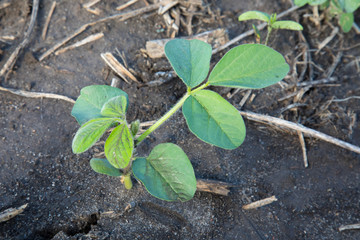 soybean in V2 stage - second trifoliate