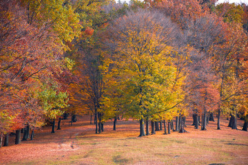Fototapeta na wymiar Artistic autumn forest photographs 