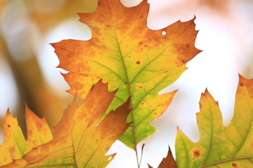 autumn background