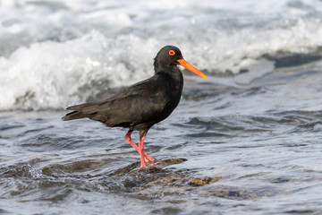 African black oystercatcher walking in shallow water in the sea