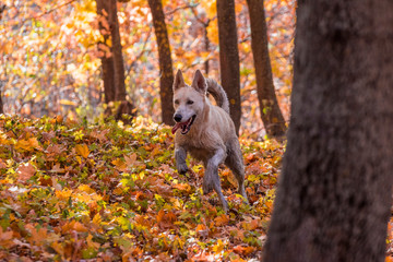 Siberian husky german shepherd mix dog in autumn forest