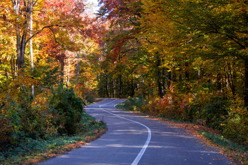 Obraz premium Artistic autumn forest photographs 