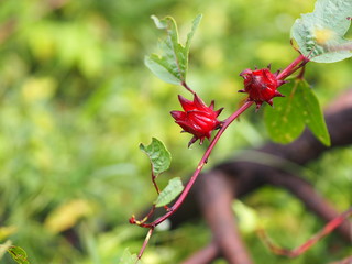 Close up Rosella, Jamaican Sorel, Roselle, Rozelle, Sorrel, Red Sorrel, Kharkade, Karkade, Vinuela, Cabitutu