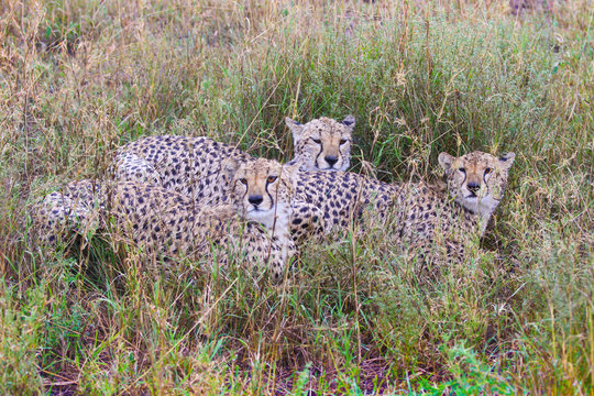 Photo of cheetah / Photo cheetah in the Savannah Ngorongoro