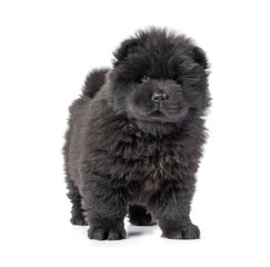 Fluffy black chow-chow puppy, isolated on white background