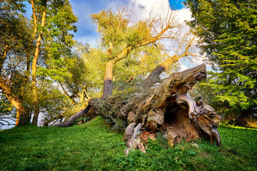 Broken old tree at the schwerin lake