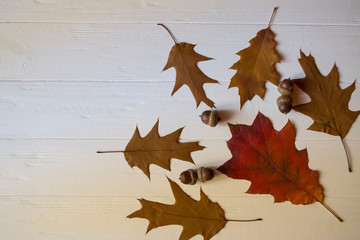 Autumn leaves on a white wooden background. Bright pattern.