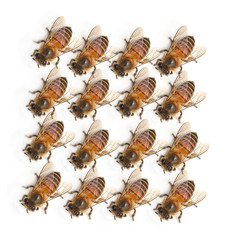 bee on white background