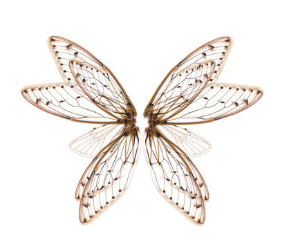 60,393 BEST Fairy Wings IMAGES, STOCK PHOTOS & VECTORS | Adobe Stock