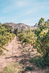 Fototapeta na wymiar Autumn in Provence - vineyards of France