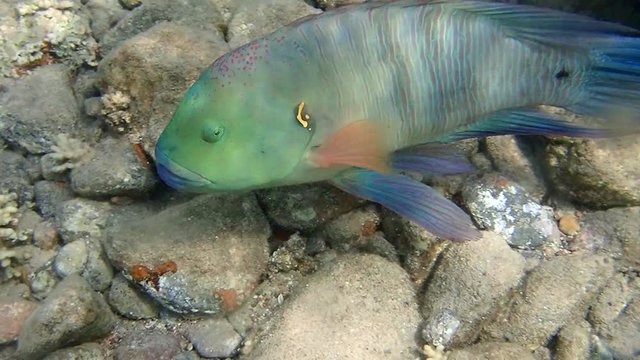 Sea goldie Fish  is a small species of colorful fish in the subfamily Anthiinae.

