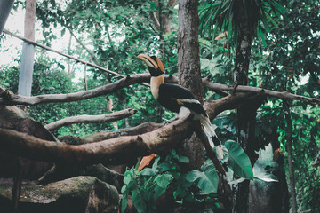 Yellow Billed Hornbill 