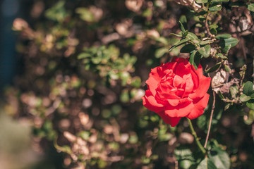Large scarlet rose in the garden