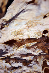 Dry brown leaf texture, natural organic  background, close up detail macro, soft sepia wavy shabby lines surface
