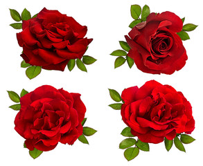 rose isolated on white background