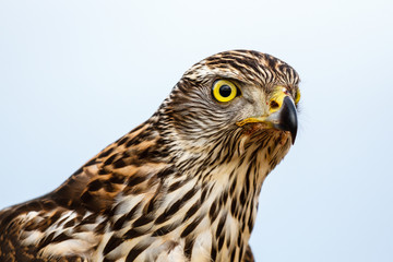 Primer plano azor joven mirando. Accipiter gentilis. Cetrer√≠a.