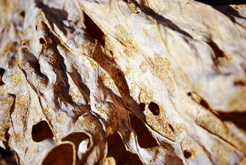 Dry brown leaf texture, natural organic  background, close up detail macro, soft sepia wavy shabby lines surface
