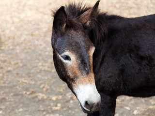portrait black donkey