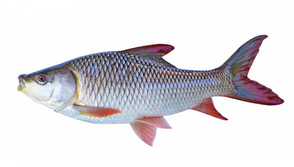 The fish on a white background - 229535780