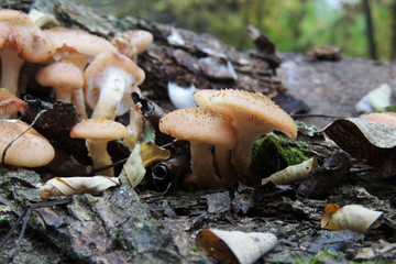 wild mushrooms in the forest