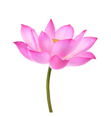 Lotus flower  on white background.
