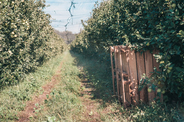 Autumn in Provence - apple farm