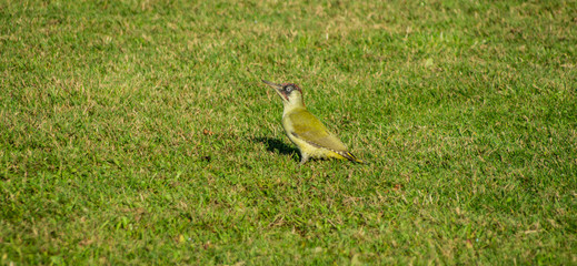 EuropeanGreen Woodpecker (Picus viridis) on freshly cut lawn