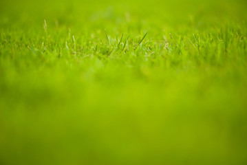 Abstract texture and background of grass meadow and field with selective focus area