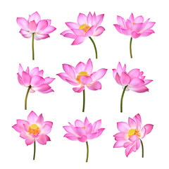 Lotus flower  on white background. - 229536361