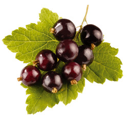 BLACKCURRANTS ON LEAF