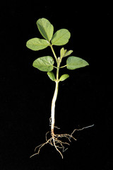 soybean in V2 stage - second trifoliate - on black background with ruler