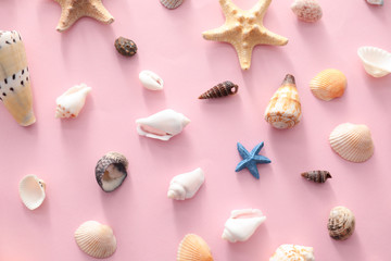 Different sea shells on color background