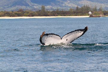 Fototapeta premium Buckelwal