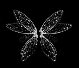 skrzydła Cykada owadów na białym bacground - 229536913